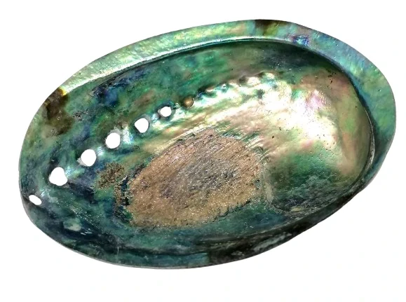Exkluzivní mušle Paua-Abalone cca 12-13 cm