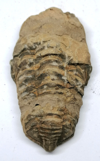 Trilobit v B.kvalitě, 138 g