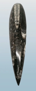 Orthoceras, fosílie v mateč.hornině 185g