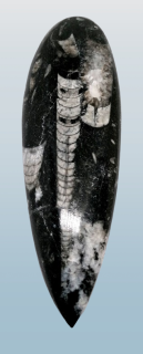 Orthoceras, fosílie větší 148 g