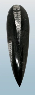 Orthoceras, fosílie v mateč.hornině 146 g
