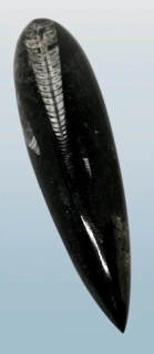 Orthoceras, fosílie z Maroka 150 g