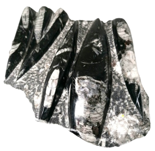Orthoceras na desce - velký, krásný kus 1,5 kg