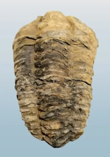 Trilobit CALYMENE 133 g