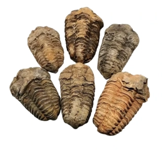 Fosilie trilobita Calymene – originální zkamenělina o váze 60–89 g