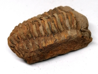 Trilobit Calymene 114 g – fosilie z Maroka (ordovik)